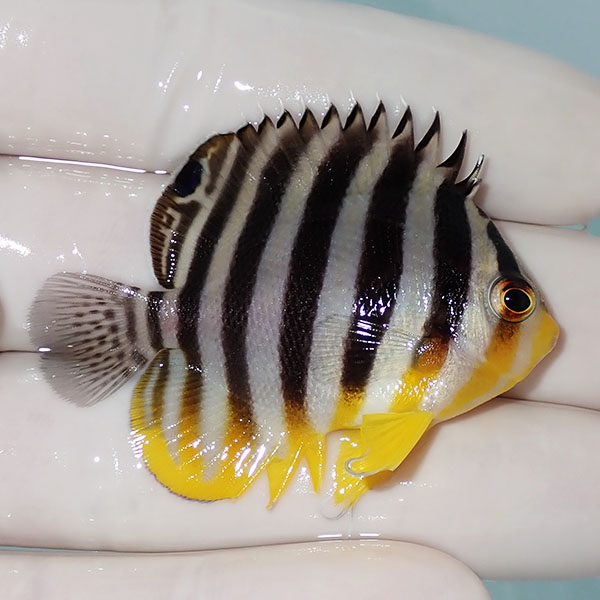 【現物23】シマヤッコ 5cm±! 海水魚 生体 15時までのご注文で当日発送(t111(t207