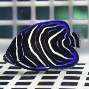 Discus fish with vivid blue and white zebra-like stripes, swimming in an aquarium backdrop.