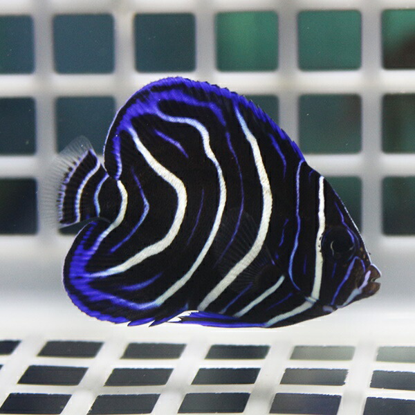 サザナミヤッコ 5-7cm±! 海水魚 ヤッコ 15時までのご注文で当日発送(t111