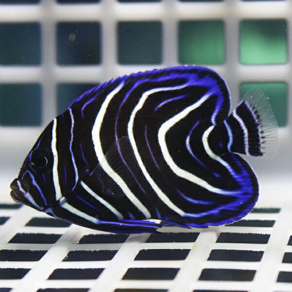 サザナミヤッコ 5-7cm±! 海水魚 ヤッコ 15時までのご注文で当日発送(t111