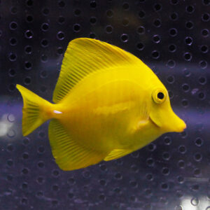 irm-a-1873 - AQUAGIFT 用品ショップ Bright yellow tang fish swimming in an aquarium against a dark background.