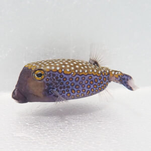 Colorful pufferfish with yellow spots on a brown head and blue body swimming against a pale background