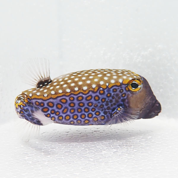 【現物】モルディブ産 クロハコフグオス 10cm± !海水魚 フグ 15時までのご注文で当日発送(t123(t207