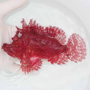 Red coral-like marine invertebrate with frilly lacey branches being held by a gloved hand over a white basin.