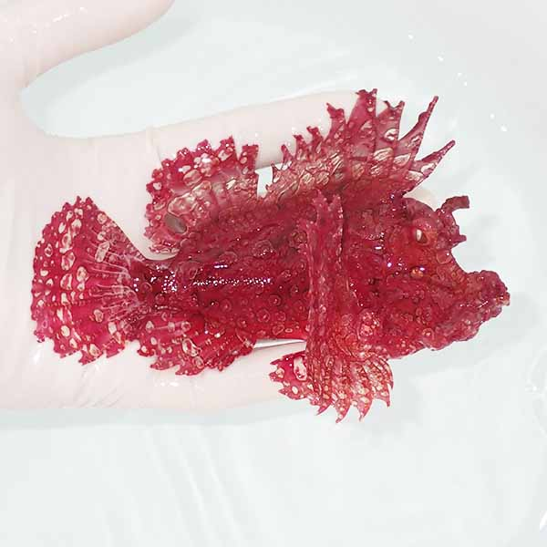 【現物1】ボロカサゴ 15cm± ! 海水魚  15時までのご注文で当日発送【カサゴ】(t207