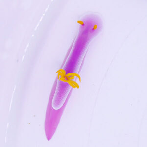 Purple sea slug with yellow tentacles on a pale surface on a plate-like background, viewed up close.