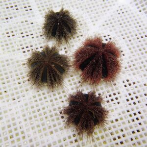 Four spiny sea urchins (echinoderms) with long dark spines resting on a white perforated surface.