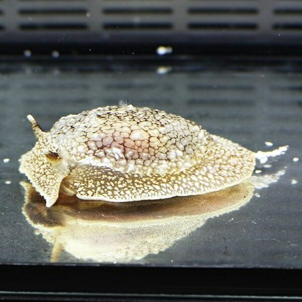 ウミフクロウ 冷水で送ります カーリー等の除去 寄生虫対策【15時までのご注文で当日発送】【ウミウシ】