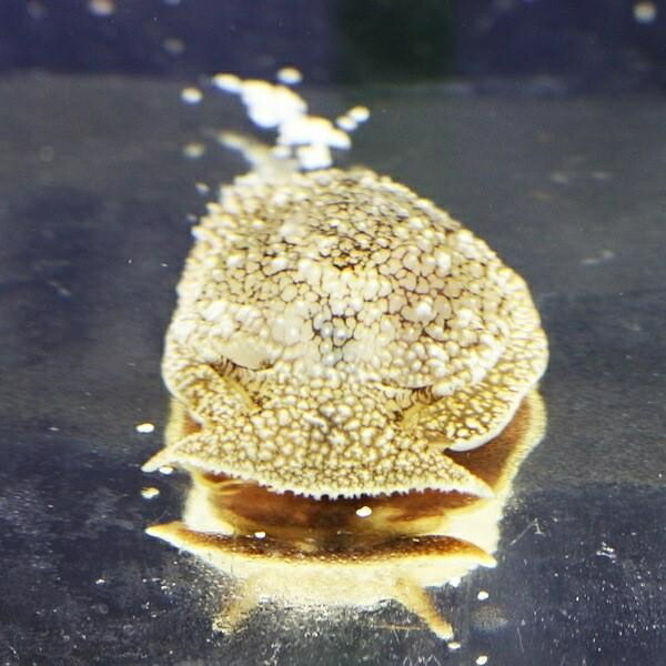 ウミフクロウ 冷水で送ります カーリー等の除去 寄生虫対策【15時までのご注文で当日発送】【ウミウシ】