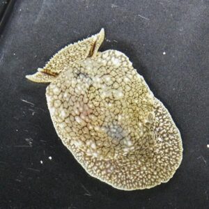 Flat, oval marine invertebrate with a cracked beige mosaic pattern on a dark surface.