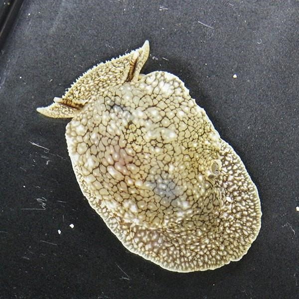 ウミフクロウ 3匹セット 冷水で送ります カーリー等の除去 寄生虫対策 ! 【15時までのご注文で当日発送】【ウミウシ】