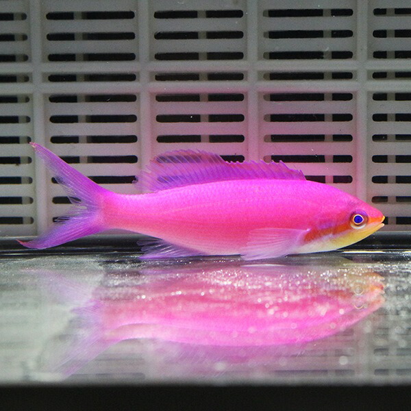 ★パープルクィーンアンティアス 1匹 5-7cm! 海水魚 ハナダイ  15時までのご注文で当日発送(t118