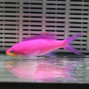 Bright pink tropical fish with a yellow face swimming near the bottom of an aquarium, its reflection visible on the glass surface.