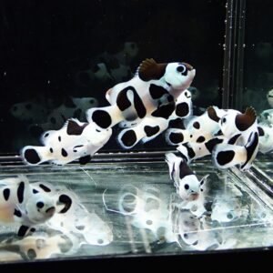 Group of small black-and-white spotted fish swimming in an aquarium, with reflections on the glass.