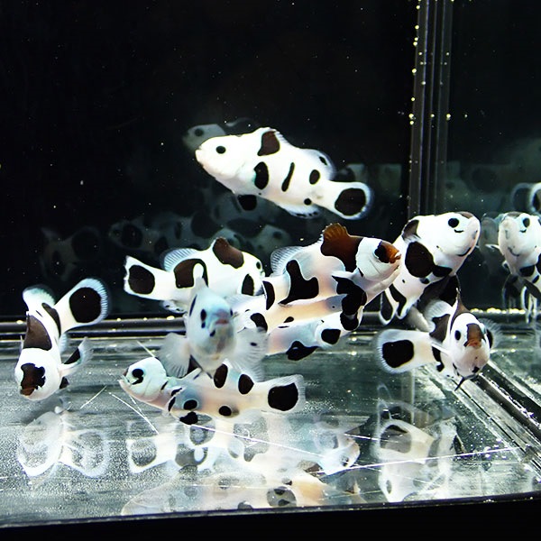 ブラックストームオセラリス 【1匹】 3-4cm±  個体指定不可! 海水魚 クマノミ 餌付け 15時までのご注文で当日発送(t115