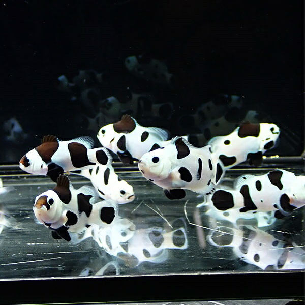 ブラックストームオセラリス 【1匹】 3-4cm±  個体指定不可! 海水魚 クマノミ 餌付け 15時までのご注文で当日発送(t115
