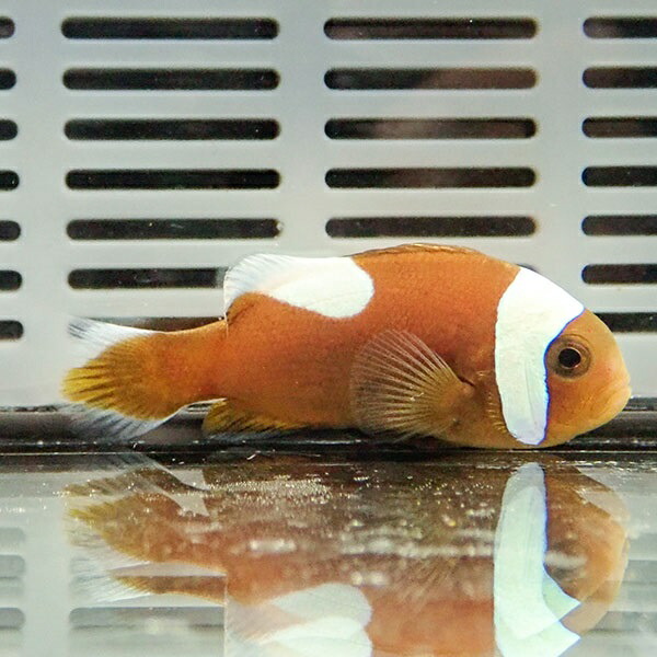 トウアカクマノミ 【5匹】 ! 海水魚 クマノミ 餌付け!15時までのご注文で当日発送(t115