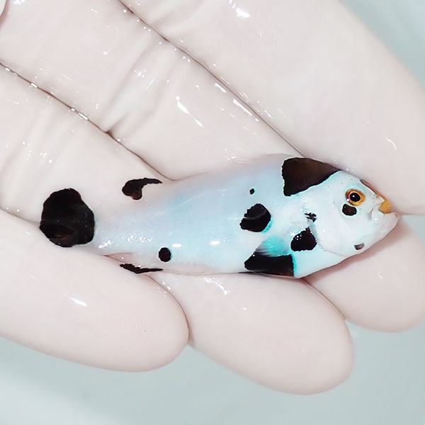 【現物1】ピカソストーム  4.8cm± ! 海水魚 クマノミ 餌付け 15時までのご注文で当日発送(t115