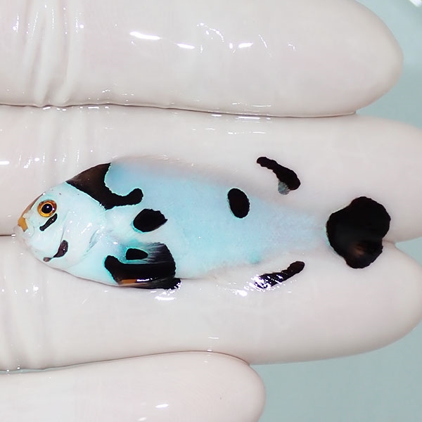 【現物1】ピカソストーム  4.8cm± ! 海水魚 クマノミ 餌付け 15時までのご注文で当日発送(t115