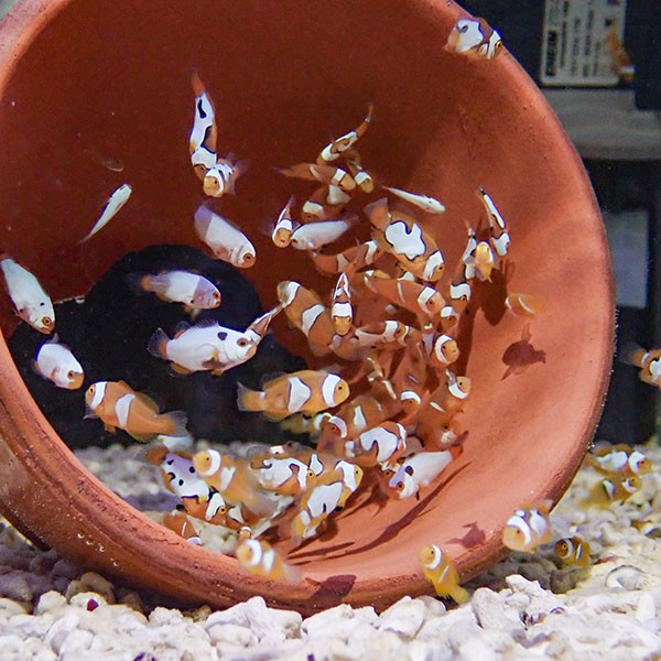 ブリード ブラックピカソ MIX 1-2cm±【3匹セット】  個体指定不可! 海水魚 クマノミ 餌付け 15時までのご注文で当日発送(t115