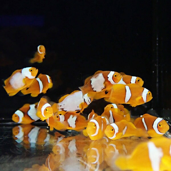 ブリード ブラックピカソ MIX 1-2cm±【3匹セット】  個体指定不可! 海水魚 クマノミ 餌付け 15時までのご注文で当日発送(t115