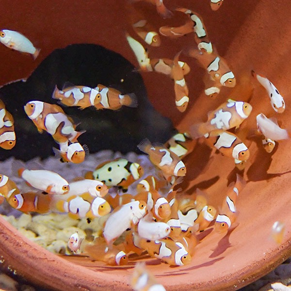 ブリード ブラックピカソ MIX 1-2cm±【3匹セット】  個体指定不可! 海水魚 クマノミ 餌付け 15時までのご注文で当日発送(t115