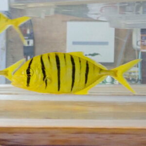 irm-a-1916 - AQUAGIFT 用品ショップ Bright yellow tropical fish with bold vertical black stripes swimming in a glass aquarium, background blurred behind it.