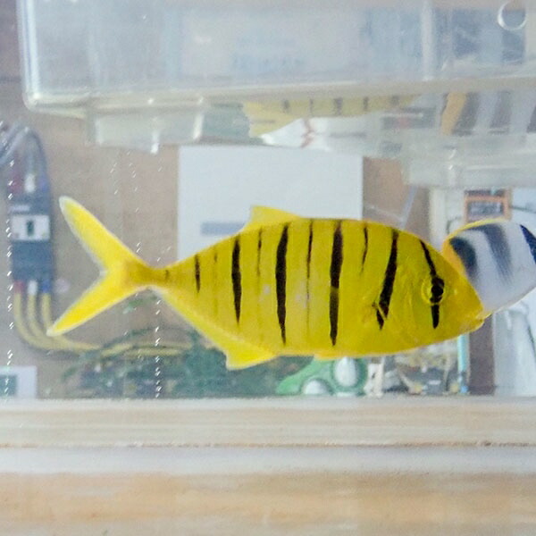 コガネシマアジ  8-10cm±!海水魚 コガネシマアジ 餌付け 15時までのご注文で当日発送(t115