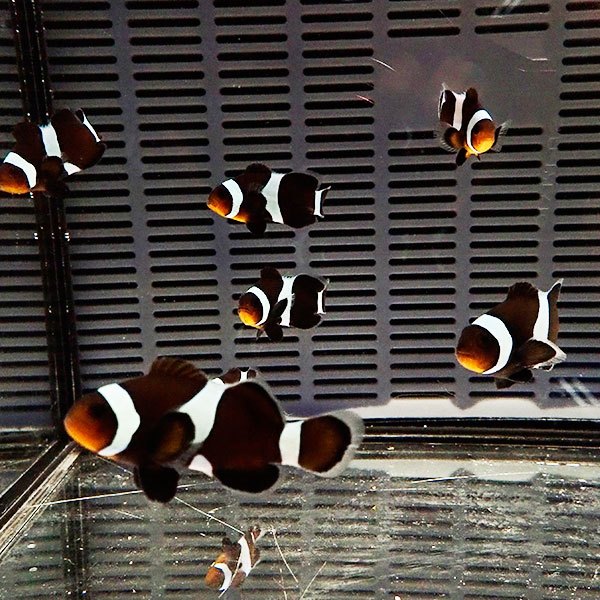 ブラックオセラリス 大きめ 【1匹】 5-6cm± 黒色等の色指定不可! 海水魚 クマノミ 餌付け 15時までのご注文で当日発送(t115