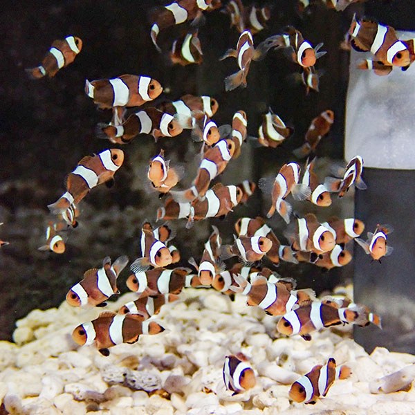 ブリード ブラックオセラリス 【3匹セット】 1cm±       黒色等の色指定不可! 海水魚 クマノミ 餌付け 15時までのご注文で当日発送(t115