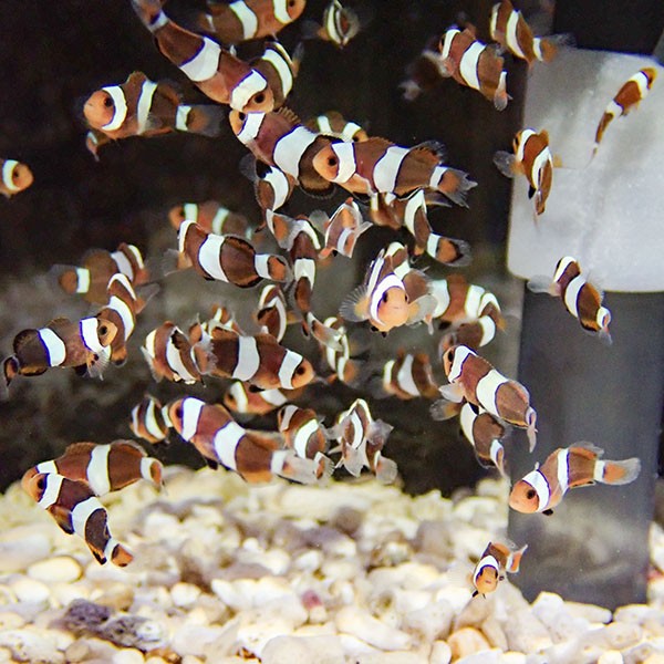 ブリード ブラックオセラリス 【3匹セット】 1cm±       黒色等の色指定不可! 海水魚 クマノミ 餌付け 15時までのご注文で当日発送(t115