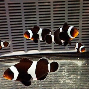 Three orange-and-white clownfish with bold white stripes swim near the glass in a dark aquarium setting.