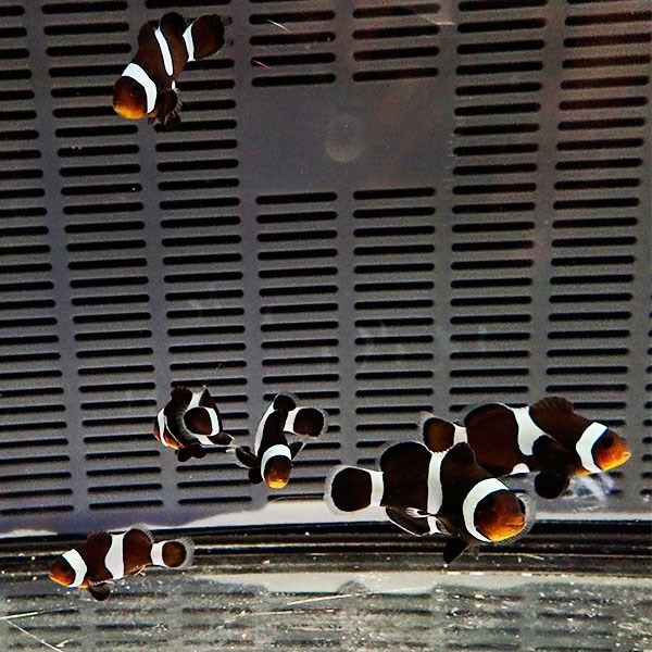 ブラックオセラリス 3-4cm±  黒色等の色指定不可!  海水魚 クマノミ 餌付け 15時までのご注文で当日発送(t115