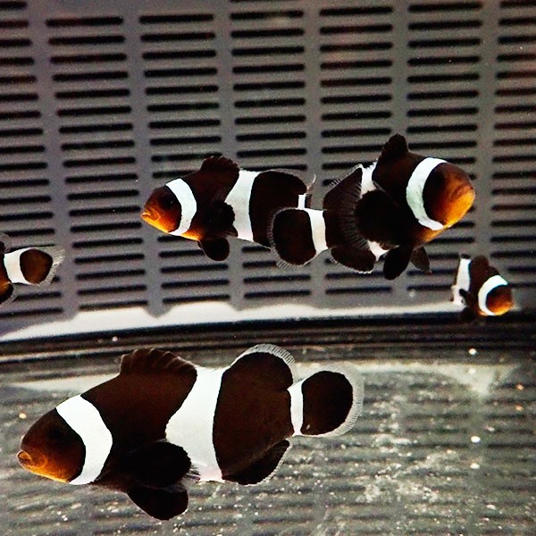 ブラックオセラリス 3-4cm±  黒色等の色指定不可!  海水魚 クマノミ 餌付け 15時までのご注文で当日発送(t115