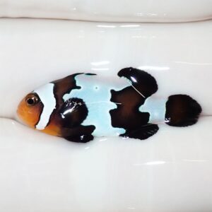 Clownfish with orange face and light blue and black bands swimming in a white bathtub filled with water.