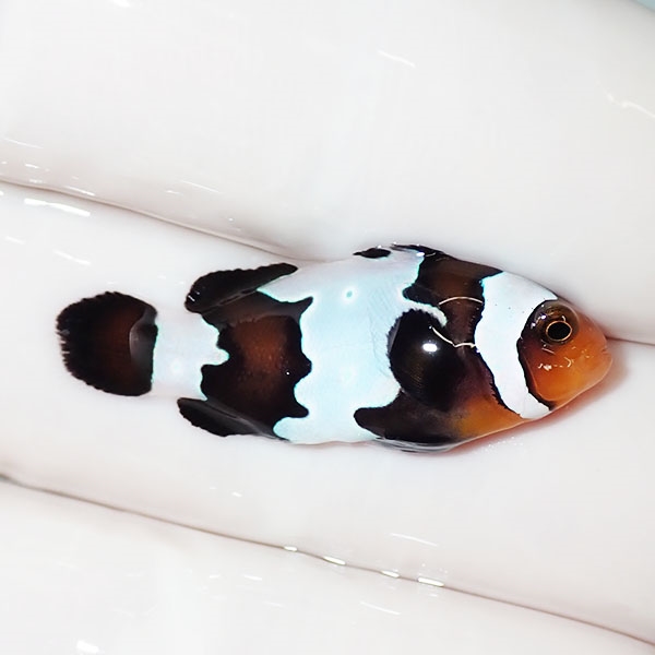 【現物3】ブラックスノーフレークオセラリス 3cm±! 海水魚 クマノミ 餌付け 15時までのご注文で当日発送(t115(t207