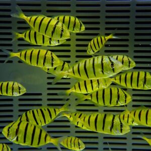 School of bright yellow fish with bold black vertical stripes swimming over a gray slotted background.