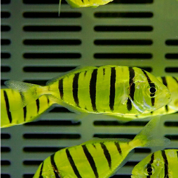 コガネシマアジ 4-6cm± ! 海水魚 アジ !15時までのご注文で当日発送【アジ】