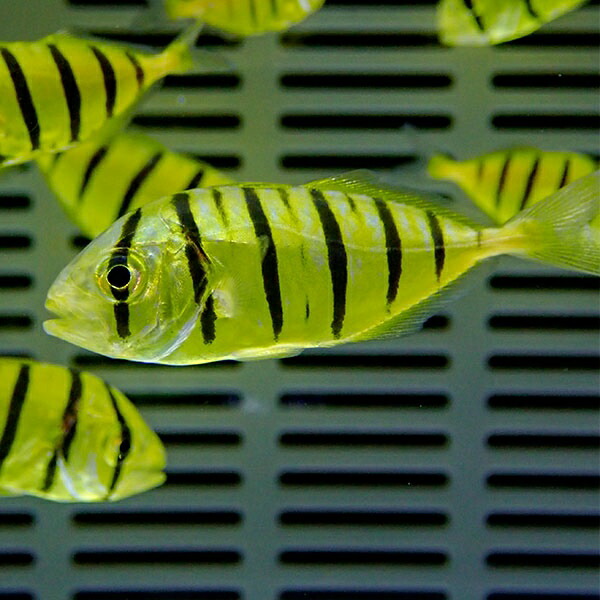 コガネシマアジ 4-6cm± ! 海水魚 アジ !15時までのご注文で当日発送【アジ】