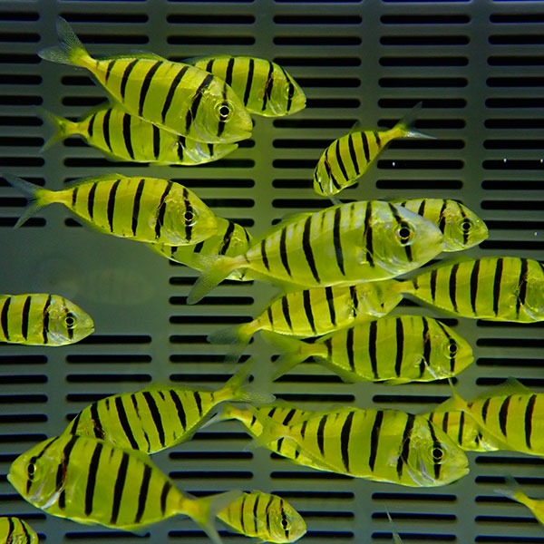 コガネシマアジ 4-6cm± ! 海水魚 アジ !15時までのご注文で当日発送【アジ】