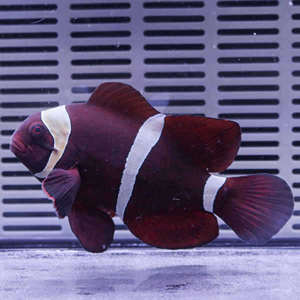 スパインチーク5-7cm±!  海水魚 クマノミ 餌付け 15時までのご注文で当日発送【PHセール対象】(t115