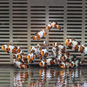 Group of orange and white clownfish swimming together near a metallic grate, with reflections on the water surface below.