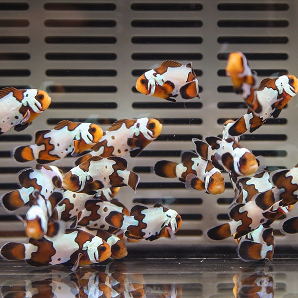 ブラックスノーフレーク【1匹】2-3cm± 色指定不可 ! 海水魚 クマノミ 餌付け 15時までのご注文で当日発送(t115