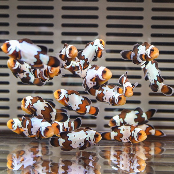 ブラックスノーフレーク【1匹】2-3cm± 色指定不可 ! 海水魚 クマノミ 餌付け 15時までのご注文で当日発送(t115