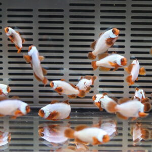 Several orange-and-white goldfish swimming in a tank with a slatted gray back panel, some reflections visible on the water surface.