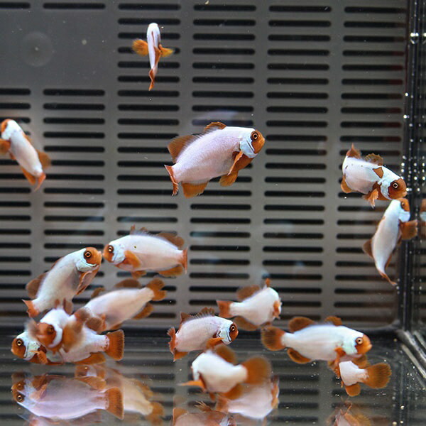 ゴールデンナゲットマロン 【1匹】3.5-4cm± 色指定不可 ! 海水魚 クマノミ 餌付け 15時までのご注文で当日発送(t115