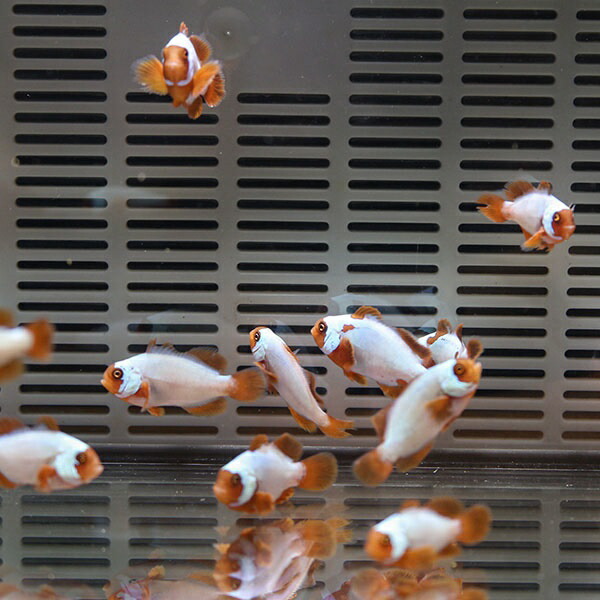 ゴールデンナゲットマロン 【1匹】3.5-4cm± 色指定不可 ! 海水魚 クマノミ 餌付け 15時までのご注文で当日発送(t115