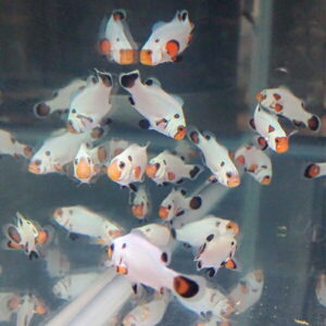School of small white tropical fish with orange noses and black spots swimming in a glass aquarium.