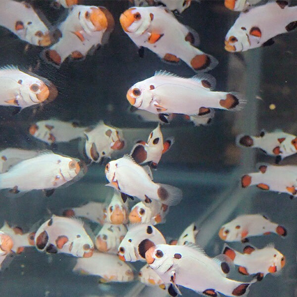 プラチナオセラリス【1匹】3-4cm± 個体指定不可 ! 海水魚 クマノミ 餌付け 15時までのご注文で当日発送(t115