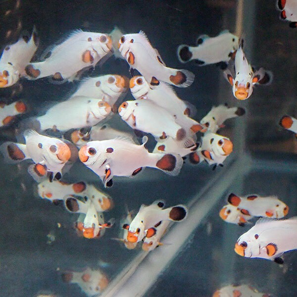 プラチナオセラリス【1匹】3-4cm± 個体指定不可 ! 海水魚 クマノミ 餌付け 15時までのご注文で当日発送(t115